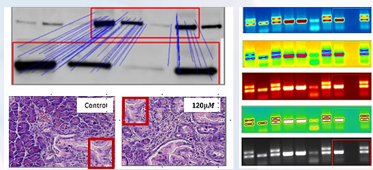 论文图片误用？AI：这条路已被我堵死了
