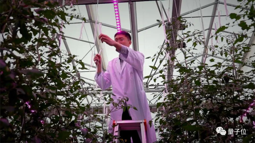 当985计算机教授开始去云南种菜