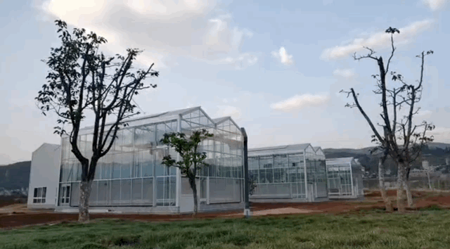 当985计算机教授开始去云南种菜