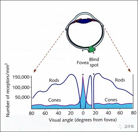正面刚CNN，Transformer居然连犯错都像人类