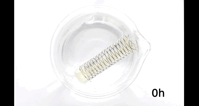 可溶于水的机器人见过吗？明胶和糖3D打印而成 | Science子刊封面