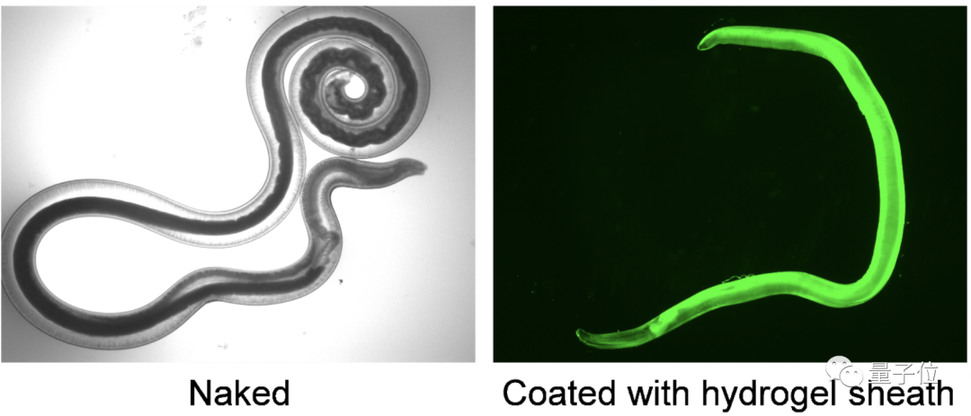 吃寄生虫可治癌症，日本最新研究：生吞才有疗效，不愧刺身之国