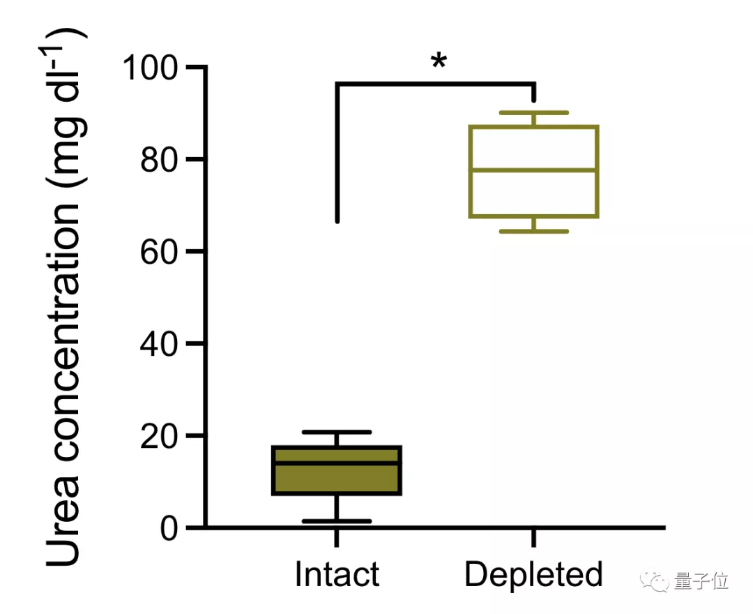 冬眠动物克服肌肉萎缩，靠的居然是“肠子”｜Science