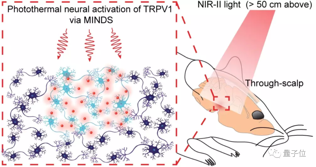 这次遥控大脑实验成功了，却把网友们吓坏了