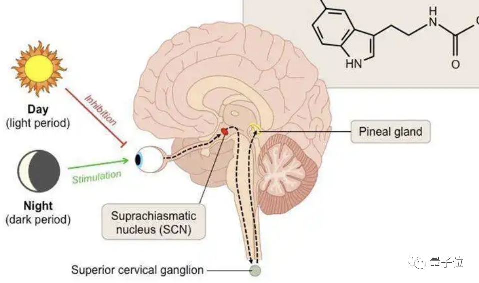 2点睡10点起不算熬夜？除非你每天都能执行