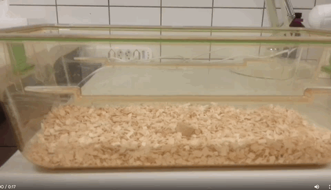 减肥人士要哭：食物不吃看看也不行，因为你的大脑会发炎