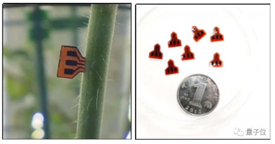 当985计算机教授开始去云南种菜