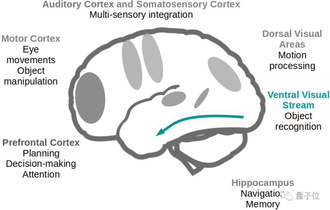 正面刚CNN，Transformer居然连犯错都像人类