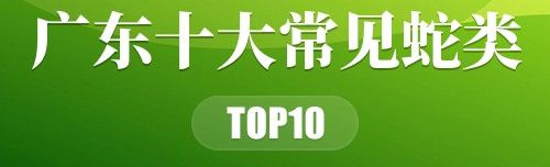 广东十大常见蛇类
