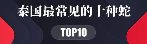泰国最常见的十种蛇