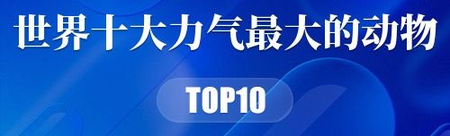 世界十大力气最大的动物