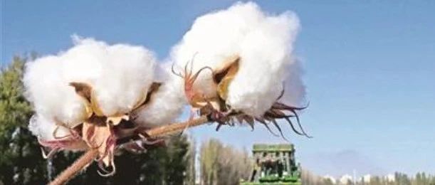 亚马逊“Xinjiang  Cotton”搜索结果整理记录