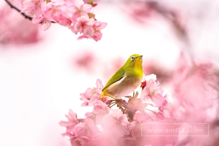 日本儿童节是什么时候？如何过儿童节？